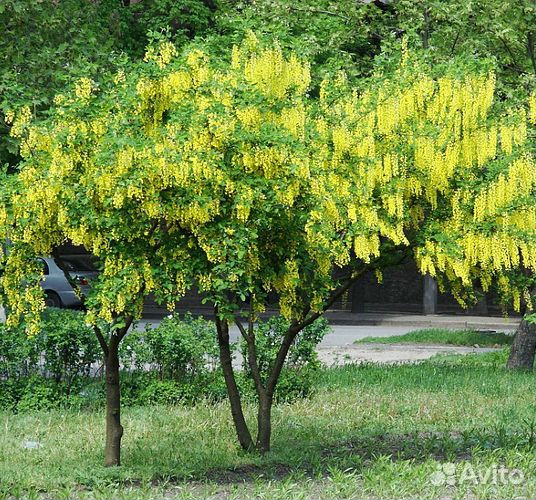 Бобовник, семена