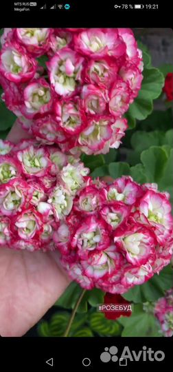 Пеларгония герань