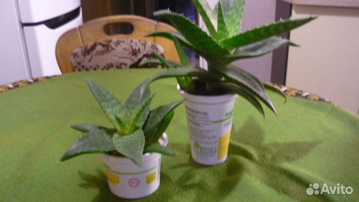 Алоэ вера - комнатное растение