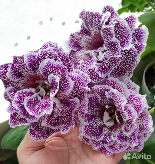 Глоксиния сортовая