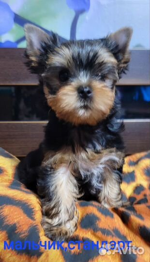 Йоркширский терьер