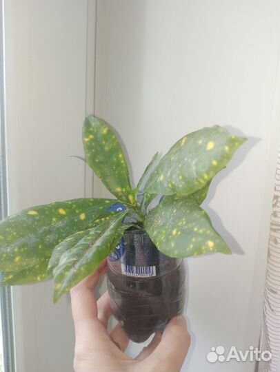 Кодиеум,пеперомия