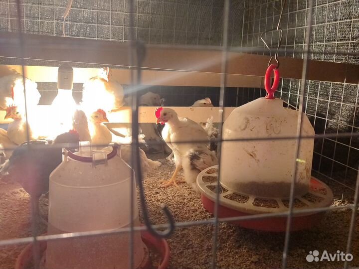 Петушки леггорн