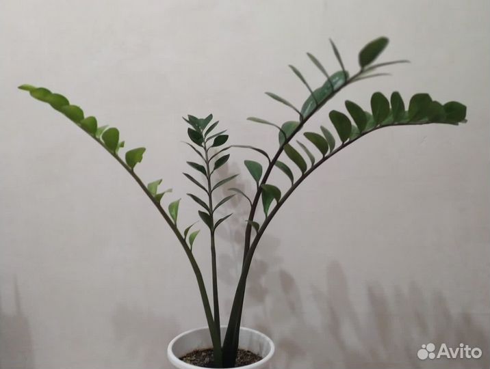 Замиокулькас