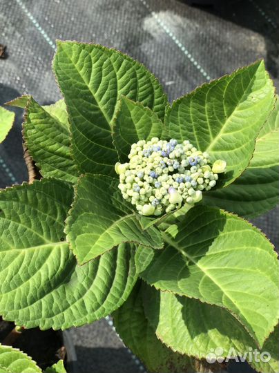 Гортензия крупнолистная