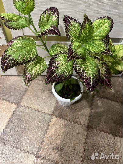 Колеус аватар