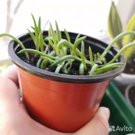 Сенецио пурпл