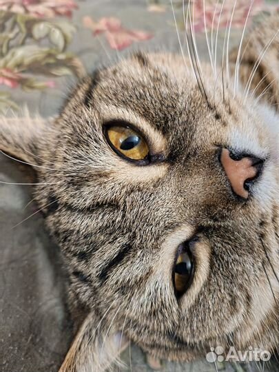 Кот -случка