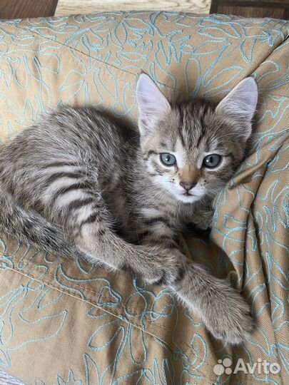 Котенок девочка