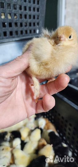 Цыплята