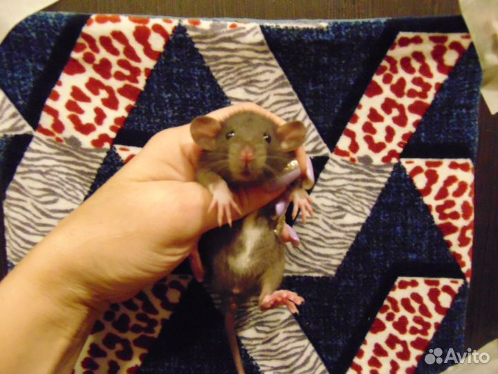 Крысы, крысята дамбо, клетки