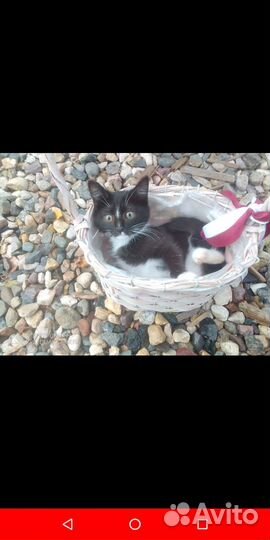 Стеснительная девочка ищет дом