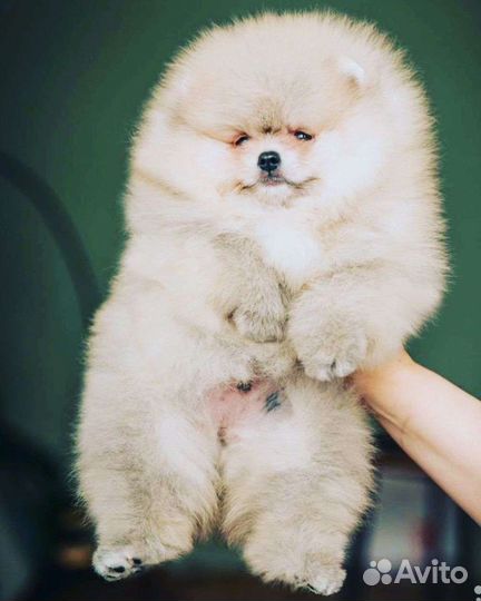 Щенки Белых померанских шпицев