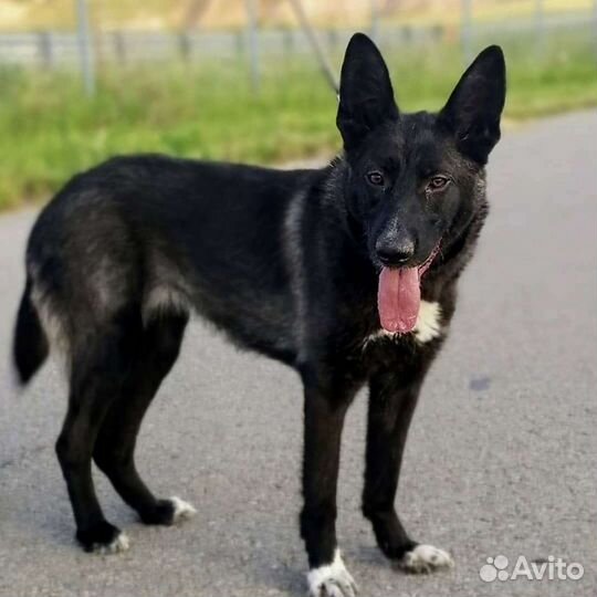 Молоденькая собачка