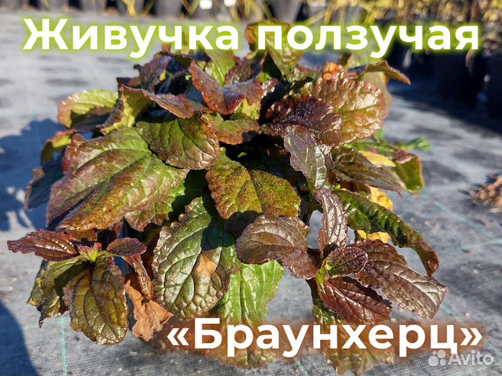 Живучка Саженцы от питомника Оптом