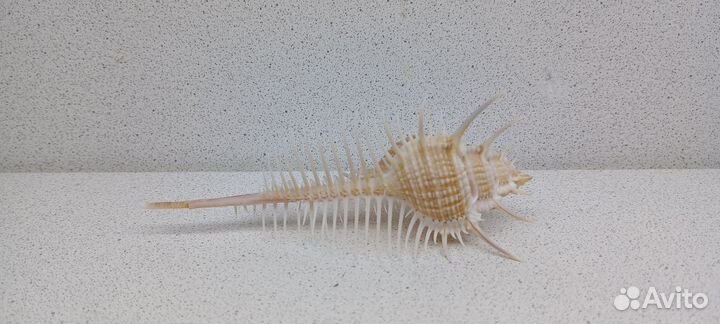 Гребень Венеры Мурекс Пектен 11,8 ракушка