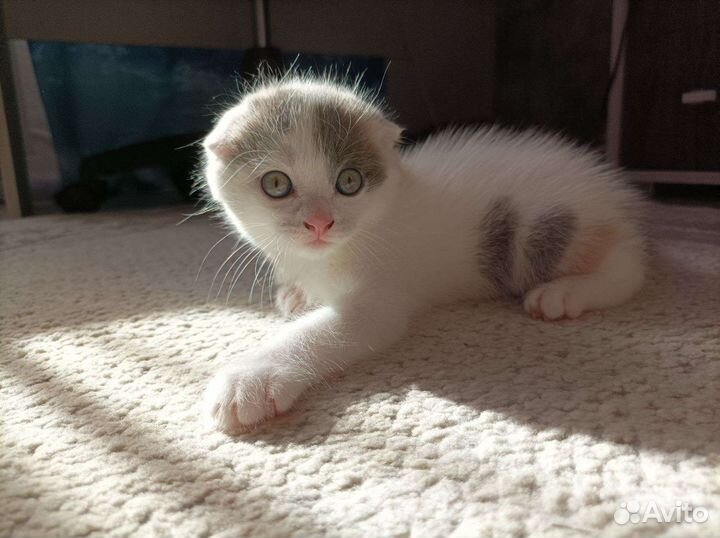 Шотландская