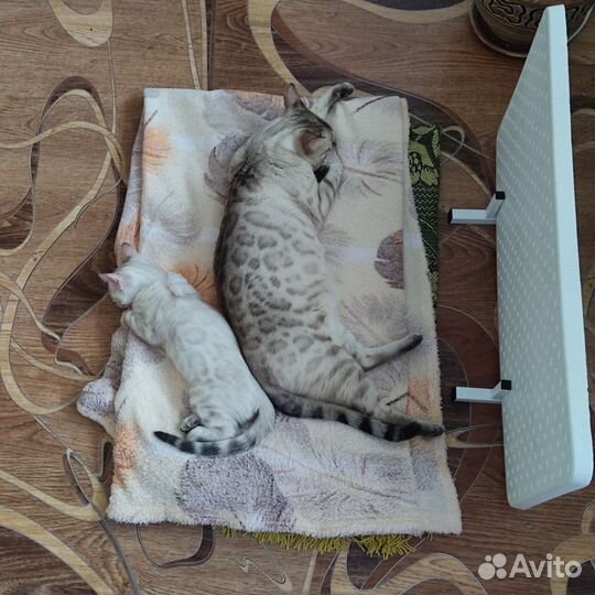 Бенгальские котята