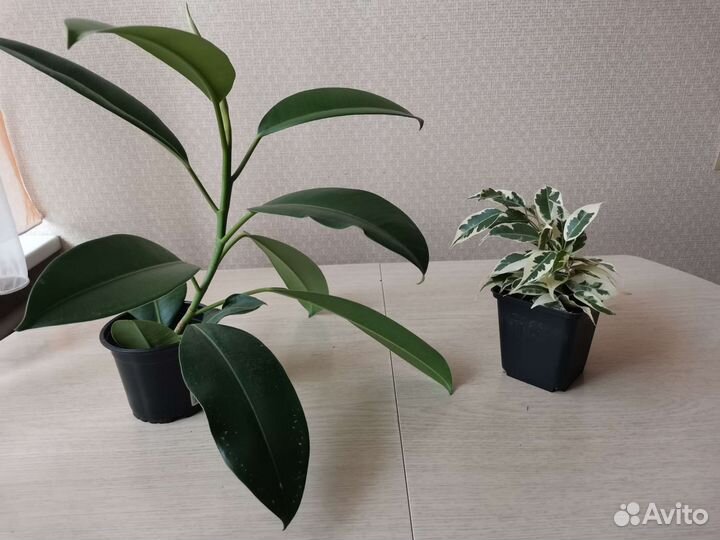 Фикусы четыре вида
