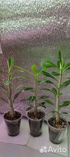 Адениум ассорти