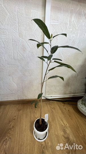 Фикус ингенс