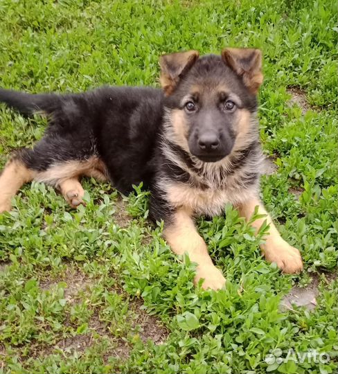 Немецкая овчарка