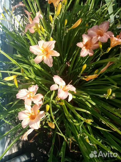 Лилейники сортовые