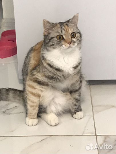 Кошка бесплатно
