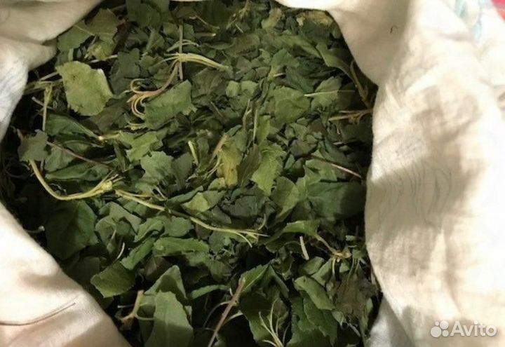 Боровая матка (ортилия однобокая)