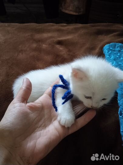 Очаровательные котята