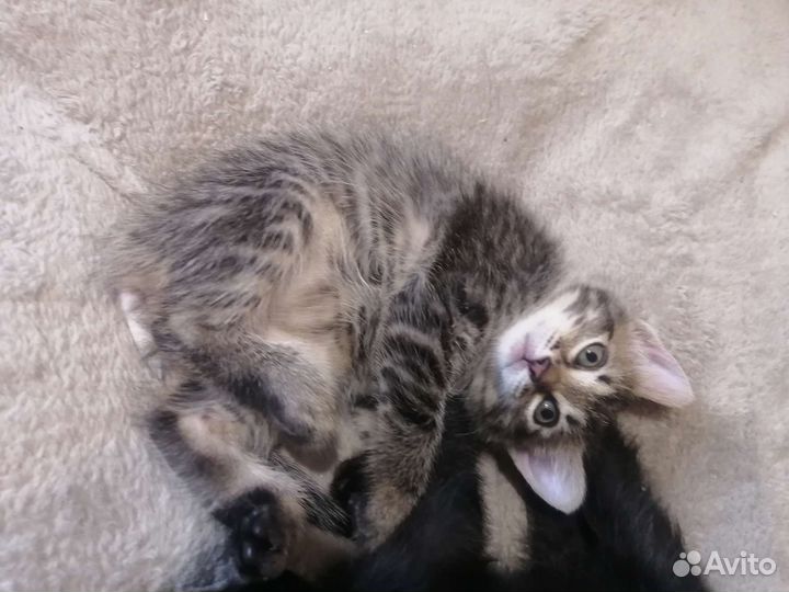 Котёнок девочка в дар