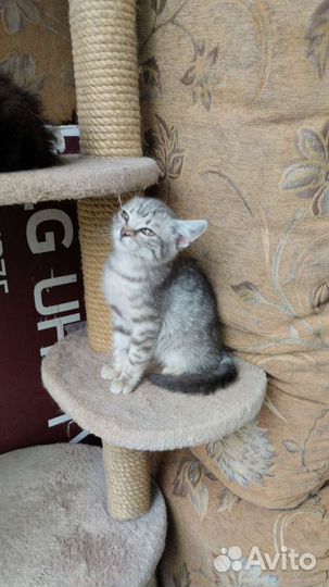 Маленький котик