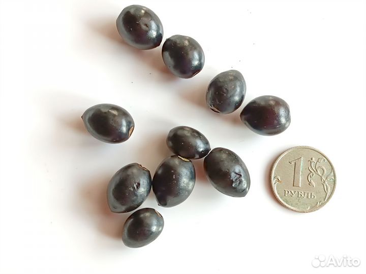 Семена лавр благородный урожай 2023 года