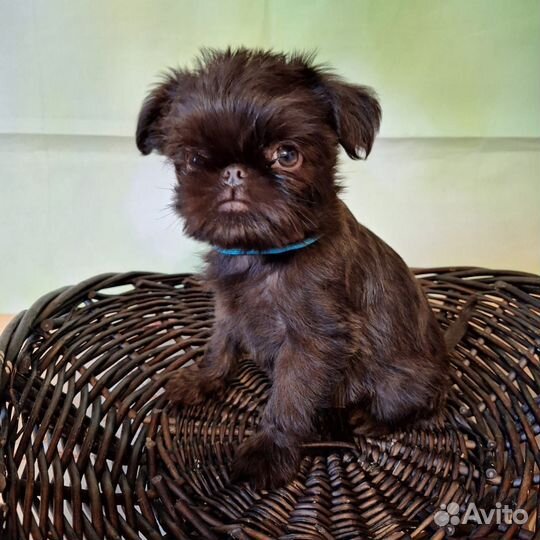 Щенки гриффона