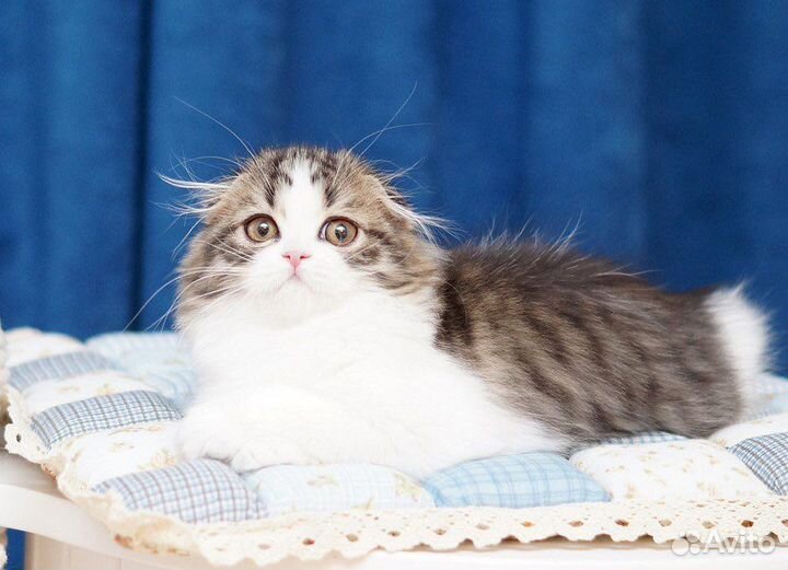 Котята хайленд Фолд