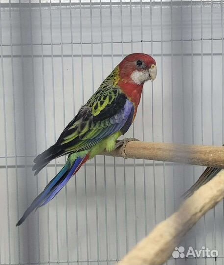 Розелла Красная/ Пёстрая