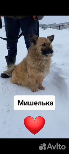 Маленькая Мишель