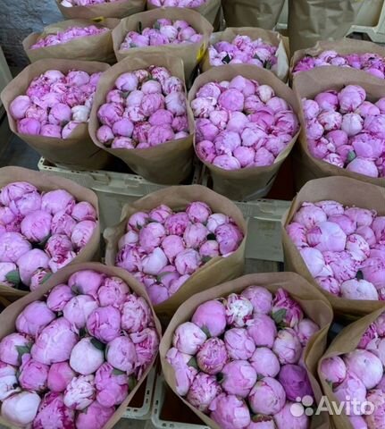 Букеты из пионов