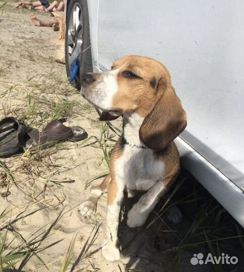 Передержка собак