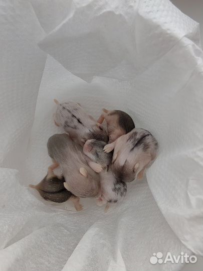 Джунгарский хомяк