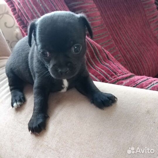 Щенки чихуахуа