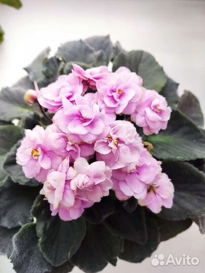 Молодые фиалки