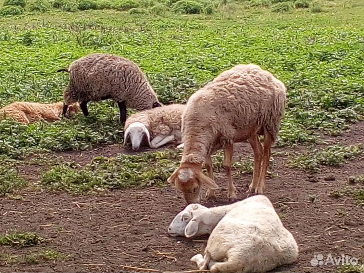 Овцы бараны ягнята