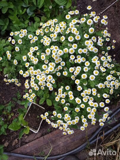 Семена мальвы мускусной,матрикарии махровой