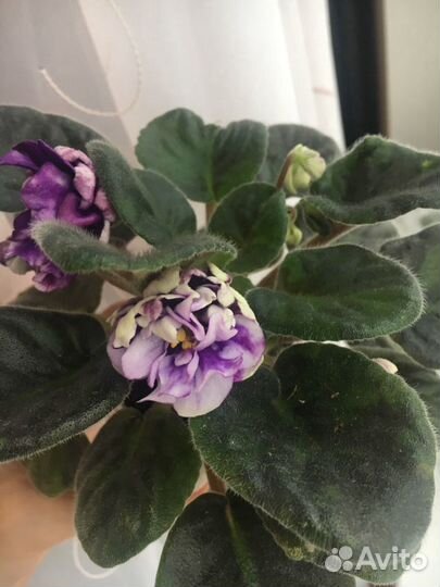 Толстянка(фиалки)