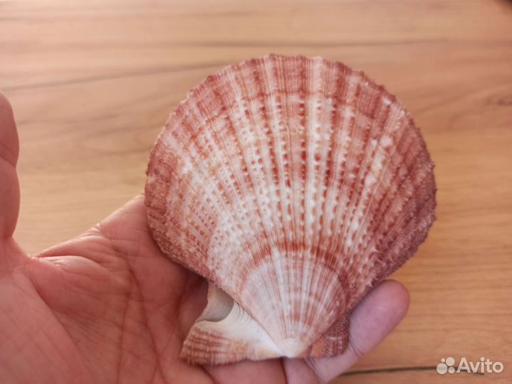 Морская раковина