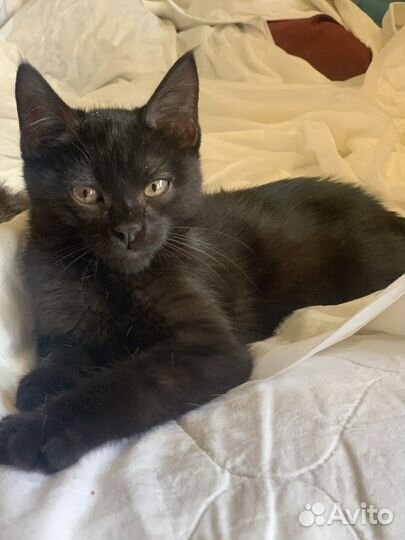 Котёнок мальчик 3 мес