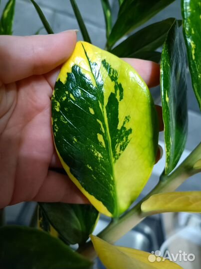 Замиокулькас вариегатный zamofolia