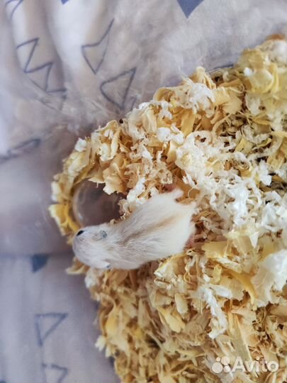 Джунгарский хомяк