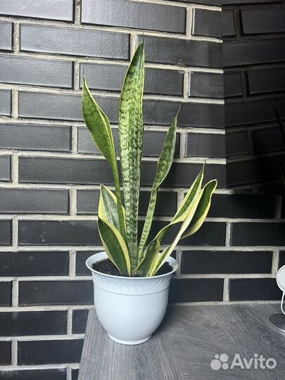 Сансевиерия/щучий хвост